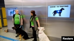 Los perros Valo (izq.) y E.T. ,son entrenados para detectar el coronavirus entre los pasajeros que llegan a Helsinki.