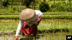 ຊາວນາ ກຳລັງປູກເຂົ້າ
