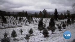 Cut-Your-Own-Tree Farms Await Christmas