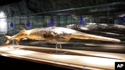 In this Nov. 11, 2016, photo provided by the Museum of Hydrobiological Science of the Chinese Academy of Sciences, a Chinese paddlefish specimen made in 1990 is seen on display at the Museum of Hydrobiological Science.