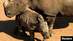 FILE - White Rhinos await buyers in pens at the annual auction in South Africa's Hluhluwe-Imfolozi national park, Sept. 18, 2010.