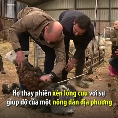 Vợ chồng Hoàng tử Anh xén lông cừu