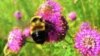 Bumblebee Added to US Endangered Species List