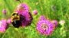 Rusty Patched Bumblebee Declared Endangered