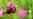 Rusty Patched Bumblebee Declared Endangered