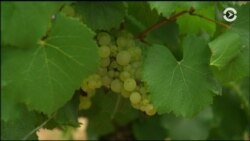 Настоящее Время. Америка – 8 сентября 2017