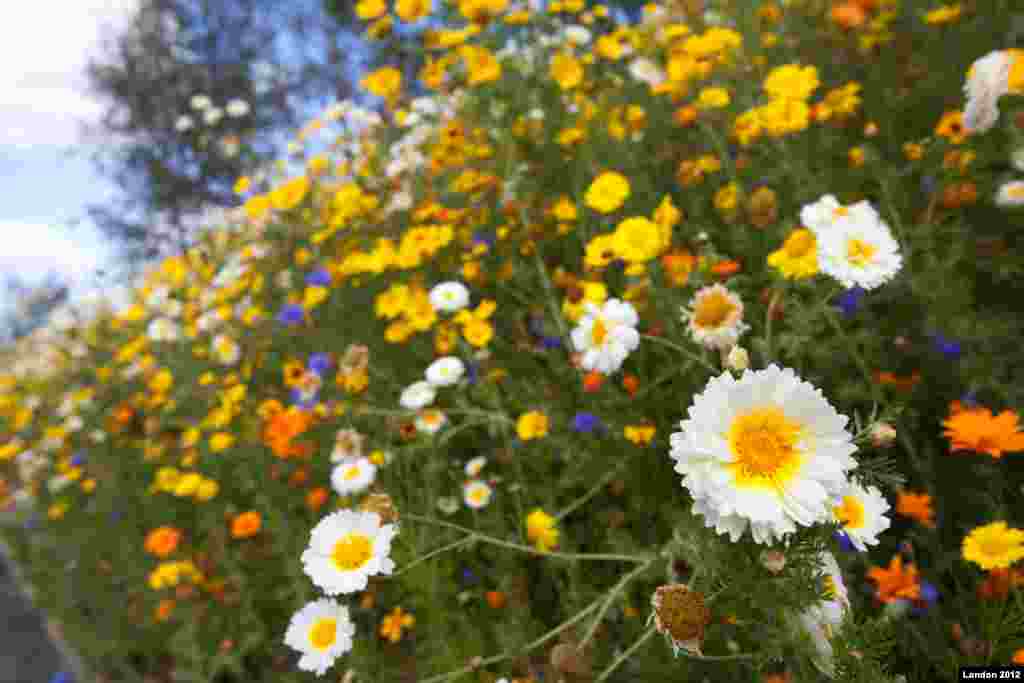 محوطه جنوبی پارک المپیک