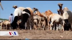 Abaaraha iyo Suuqa Xoolaha