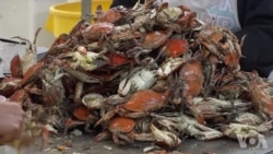 缺少外国工人 马里兰州蟹肉行业受挫