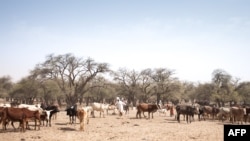 FILE: A farmer walks among his herd of livestock on the road between Adre and Farchana, in the region of Ouaddaï, Chad, on March 25, 2019.