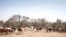 FILE: A farmer walks among his herd of livestock on the road between Adre and Farchana, in the region of Ouaddaï, Chad, on March 25, 2019.