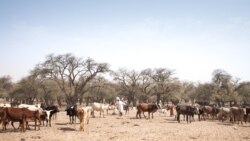 La transhumance transfrontalière au menu d’une rencontre à Yaoundé 