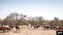 Un agriculteur marche parmi son troupeau de bétail sur la route entre Adre et Farchana, dans la région de Ouaddaï, au Tchad, le 25 mars 2019.