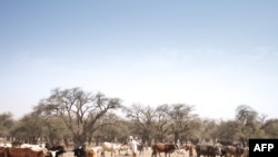 Un agriculteur avec son troupeau de bétail sur la route entre Adre et Farchana, dans la région de Ouaddaï, au Tchad, le 25 mars 2019.