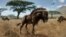 An artist's interpretation of Rusingoryx atopocranion on the Late Pleistocene plains of what is now Rusinga Island is seen in an undated illustration. (Courtesy of Todd S. Marshall)