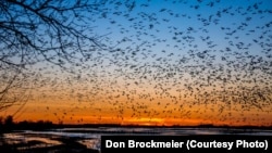 Sandhill cranes fill the skies at sunset, descending to their roost on the river where they are protected from predators.