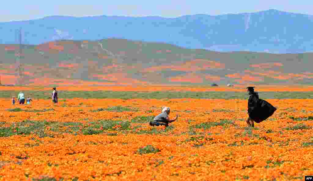 A girl poses in her graduation outfit in poppy fields near the Antelope Valley California Poppy Reserve in Lancaster, California. This year's bloom is being live-streamed as park grounds remain closed due to the coronavirus pandemic.