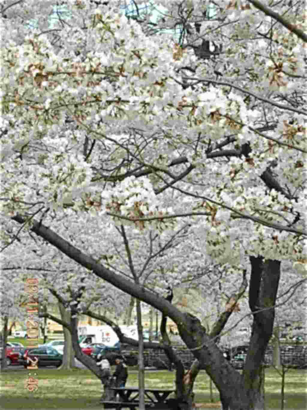 فستیوال شکوفه های گیلاس در واشنگتن ۲۰۱۱