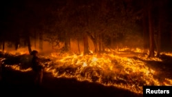 Kebakaran hutan di kawasan Fresh Pond, California, AS (17/9). Suhu udara mencatat rekor terpanas sepanjang Juni-Agustus menyebabkan bencana kebakaran hutan di berbagai negara. 