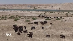 Gamêşên Kurdistanê li ber Metirsîya Nemanê ne