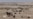 Gamêşên Kurdistanê li ber Metirsîya Nemanê ne
