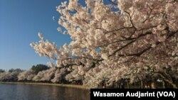 Cherry Blossoms reach their peak bloom at Tidal Basin, Washington D.C.