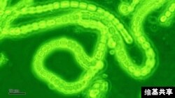 Photosynthetic cyanobacteria could help patients suffering from heart disease, according to a new study.