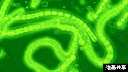 Photosynthetic cyanobacteria could help patients suffering from heart disease, according to a new study.