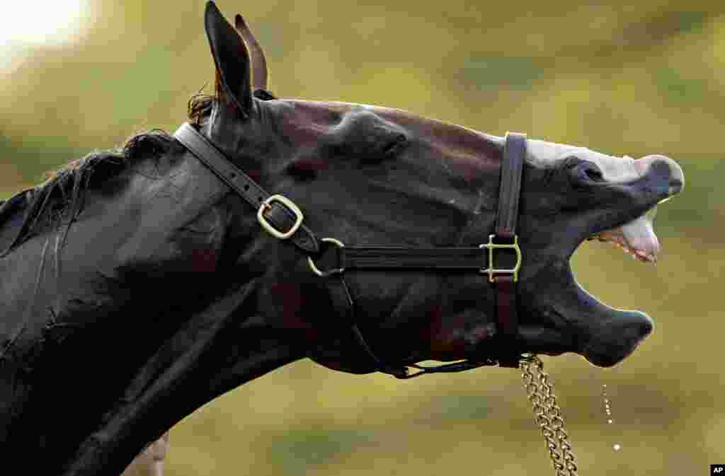 El espectacular potro de tres a&ntilde;os Union Rags muestra los dientes en su preparaci&oacute;n en la pista de Churchill Downs un d&iacute;a antes del Kentucky Derby. (AP Photo/Charlie Riedel)