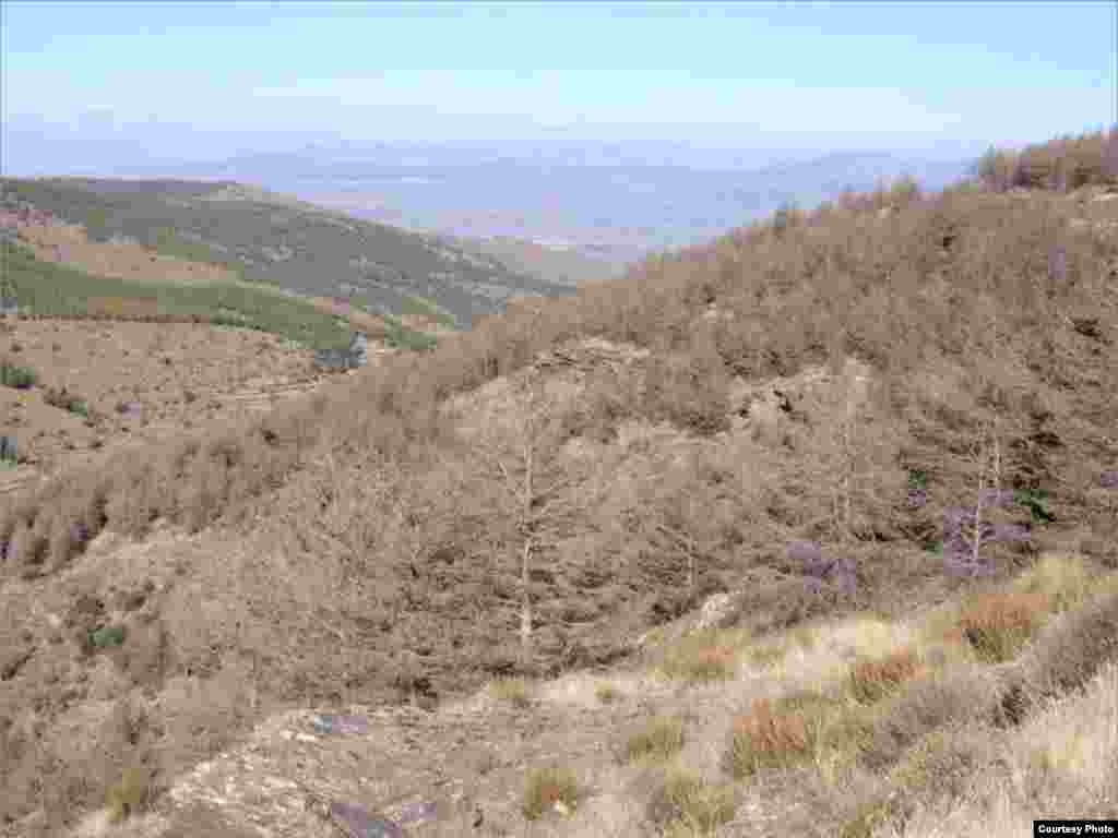 Forests around the globe are at risk from climate change like this forest die-off in Spain because of a drought. Photo credit: Rafael Navarro-Cerrillo