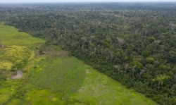 This Sept. 5, 2019 photo shows an aerial views of the lush Alto Rio Guama Indigenous Reserve saddled next to a deforested area owned by cattle ranchers, in Para state, Brazil.