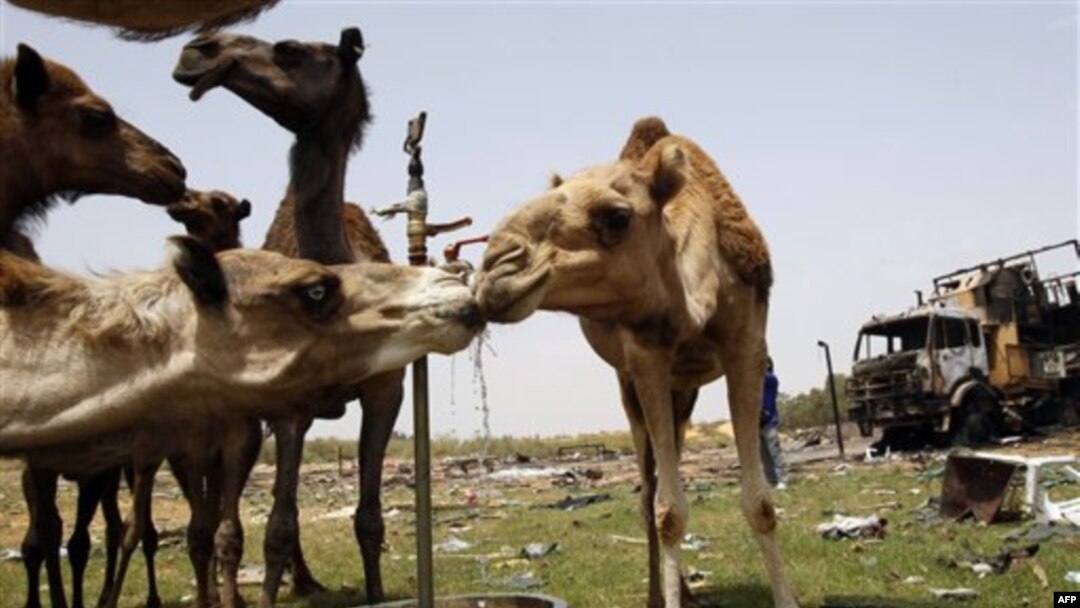 NATO Libya İçin Kararlı