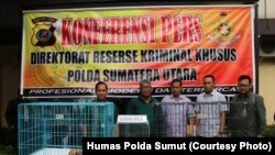 Tiga jenis satwa dilindungi sebagai barang bukti saat dirilis di Polda Sumut (Courtesy: Humas Polda Sumut)