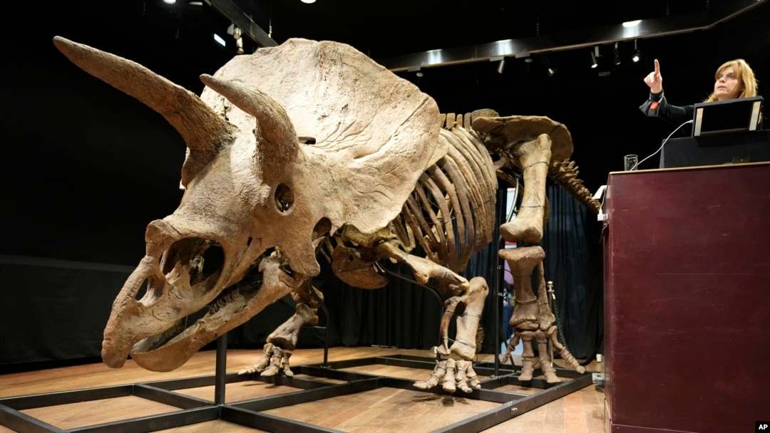 Largest Triceratops skeleton ever discovered set to fetch over m at auction  | Guinness World Records - 邦楽