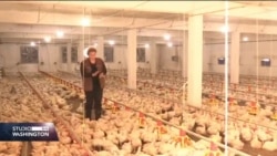 Najava izvoza piletine u EU dala nadu povratnicima u Konjević Polje