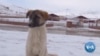 How Locals in Turkish City Help Stray Animals Survive Cold Winter