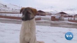 How Locals in Turkish City Help Stray Animals Survive Cold Winter