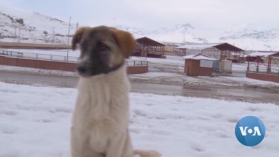 How Locals in Turkish City Help Stray Animals Survive Cold Winter How Locals in Turkish City Help Stray Animals Survive Cold Winter