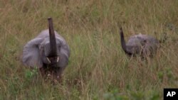 FILE - A mother and baby elephant forage in the rain forest in Lope Reserve, Gabon, July 4, 2001. Over 30 years the population of forest elephants has dropped from a million to 100,000.