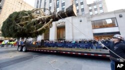 Workers prepare to raise the 2018 Rockefeller Center Christmas tree, a 72-foot tall, 12-ton Norway Spruce from Wallkill, N.Y., Saturday, Nov. 10, 2018, in New York. 
