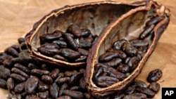 Scientists have unraveled the genetic code of chocolate, which could lead to an improved yield for farmers worldwide whose livelihoods depend on seeds from the cacao tree.