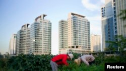 Beberapa wanita tengah memetik hasil pertanian yang ditanam di lahan hijau sekitar bangunan apartemen yang menjulang di kota Incheon, Korea Selatan (Foto: dok).