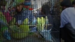 Warung VOA: Mengenal Alam Lewat Burung (2)