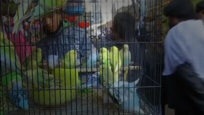 Warung VOA: Mengenal Alam Lewat Burung (2)