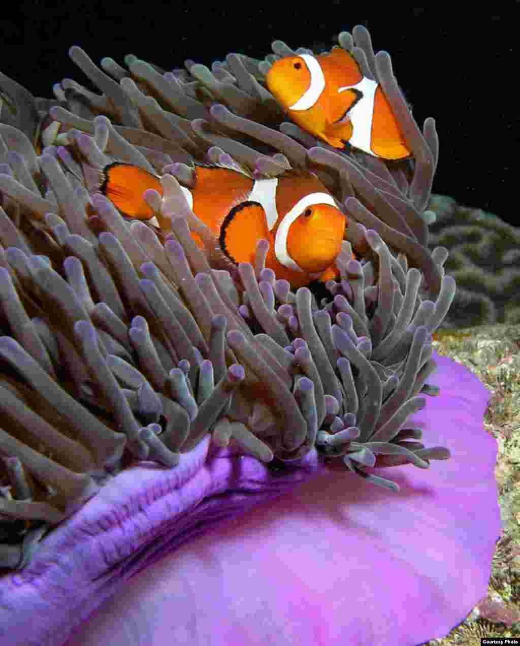 The famous clown fish from the movie &quot;Finding Nemo&quot; all start life as males. Only the biggest clownfish in an anemone is a female, and if she disappears, the biggest male turns into a female and takes up her role of egg-layer. (Nick Hobgood, Wikimedia Commons)