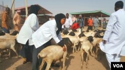 Sayladda Xoolaha ee Hargeisa
