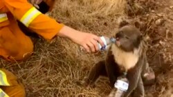 FIEL - In this image made from video taken on Dec. 22, 2019, and provided by Oakbank Balhannah CFS, a koala drinks water from a bottle given by a firefighter in Cudlee Creek, South Australia. Thousands of koalas are feared to have died in a wildfire…