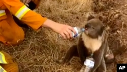 FILE - A koala drinks water from a bottle given by a firefighter in Cudlee Creek, South Australia, Dec. 22, 2019. Thousands of koalas are feared to have died in a wildfire-ravaged area north of Sydney.