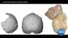 Skull Fragments Could Push Back Human Timeline