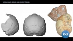 Skull Fragments Could Push Back Human Timeline
